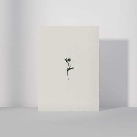 Bóndarós・A6