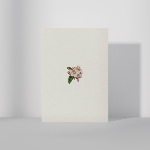 Bleikt blóm・A6