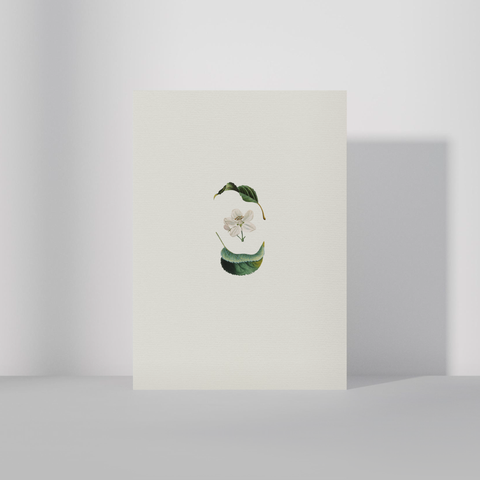 Hvítt blóm・A6