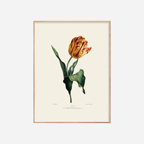 Túlípani・Plakat